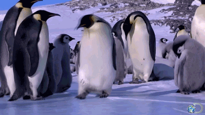12 Gifs com pinguins desajeitados (1)