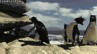 12 Gifs com pinguins desajeitados (10)