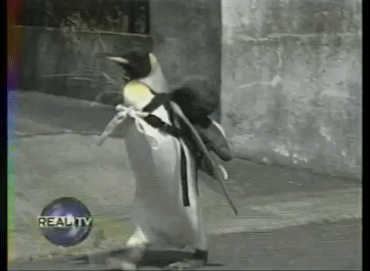 12 Gifs com pinguins desajeitados (11)
