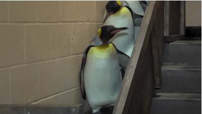 12 Gifs com pinguins desajeitados (12)