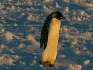 12 Gifs com pinguins desajeitados (2)