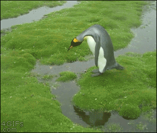 12 Gifs com pinguins desajeitados (3)
