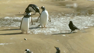 12 Gifs com pinguins desajeitados (6)