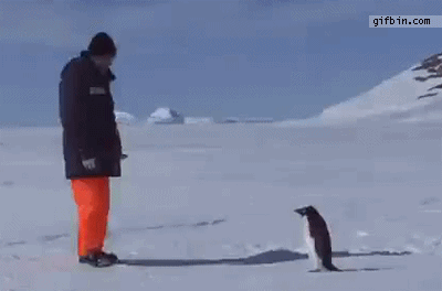 12 Gifs com pinguins desajeitados (7)