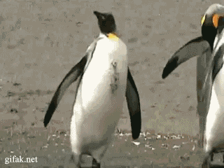 12 Gifs com pinguins desajeitados (8)