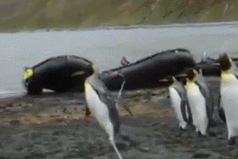 12 Gifs com pinguins desajeitados (9)