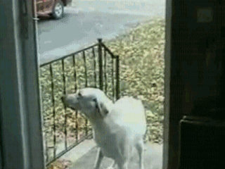Gifs cachorros com medo de tela de porta (2)