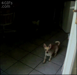 Gifs cachorros com medo de tela de porta (3)