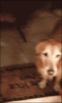 Gifs cachorros com medo de tela de porta (4)