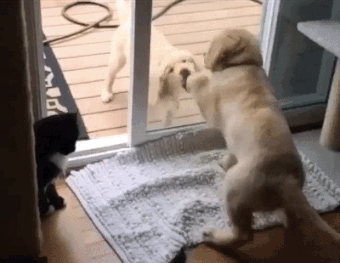 Gifs cachorros com medo de tela de porta (5)