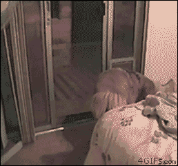 Gifs cachorros com medo de tela de porta (6)
