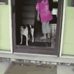 Gifs cachorros com medo de tela de porta (9)