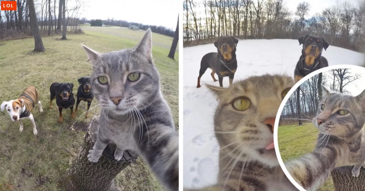 Manny-gato que tira selfies (1)