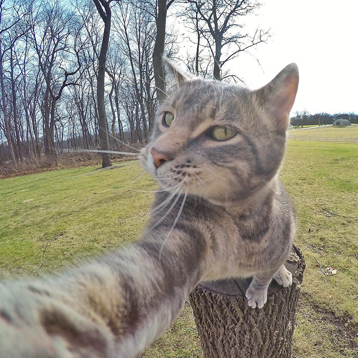 Manny-gato que tira selfies (3)