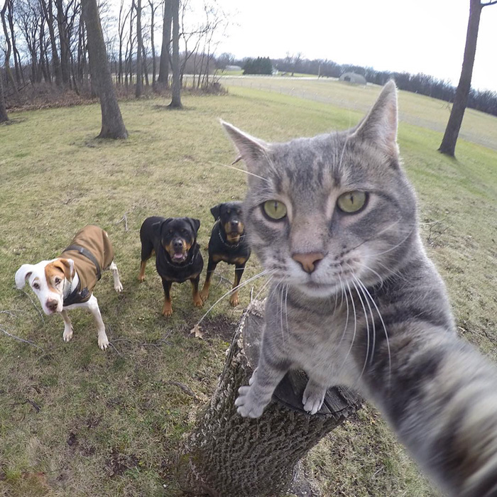 Manny-gato que tira selfies (4)