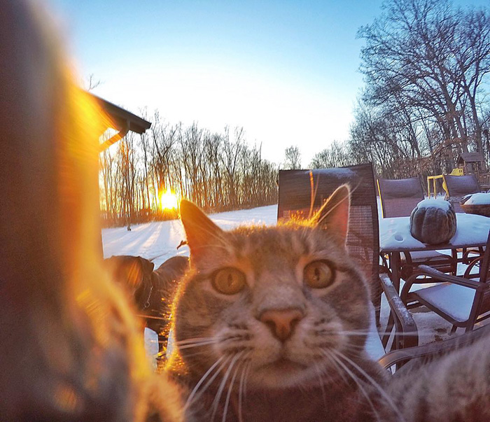 Manny-gato que tira selfies (5)
