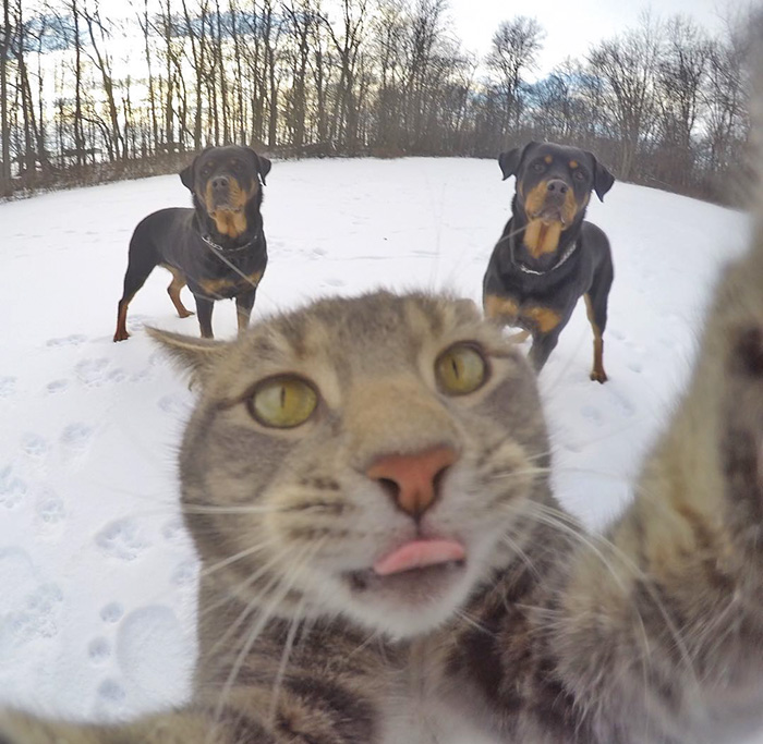 Manny-gato que tira selfies (8)