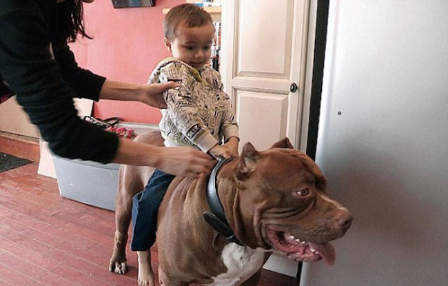 This is the largest pit bull in the world (7)