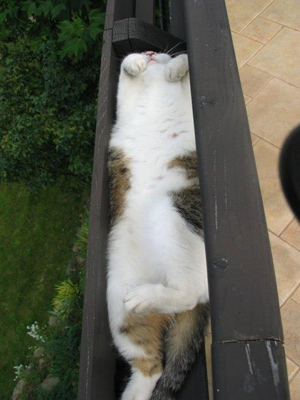 gatos-dormindo-em-qualquer-lugar-13