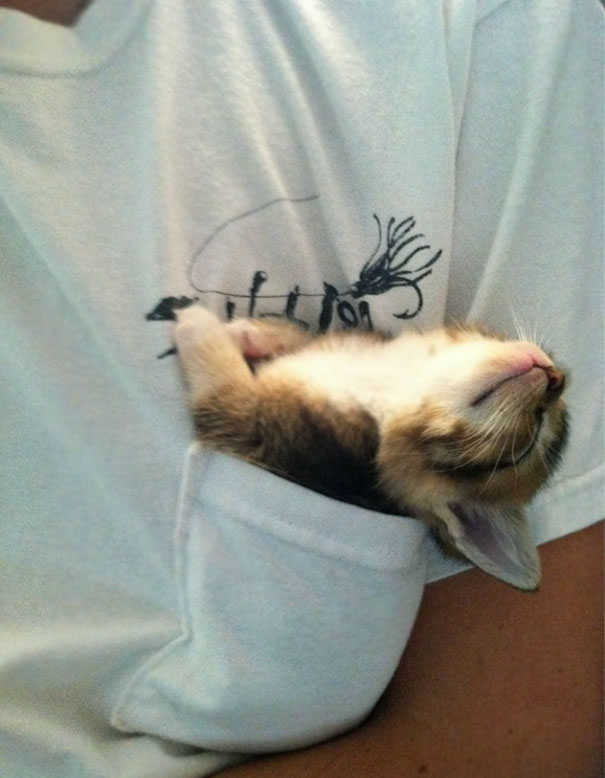 gatos-dormindo-em-qualquer-lugar-2