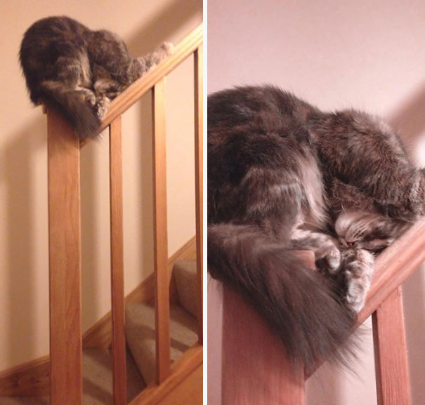 gatos-dormindo-em-qualquer-lugar-4